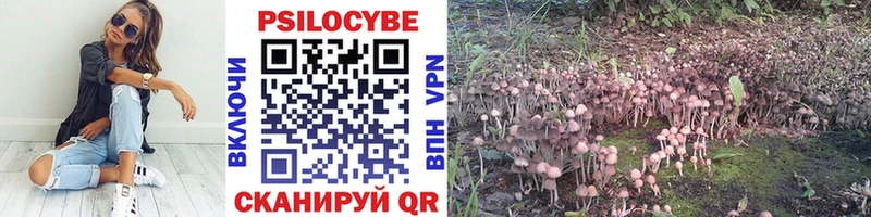 Псилоцибиновые грибы Psilocybe  Купить  Выборг 